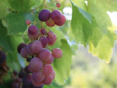 Vinograd