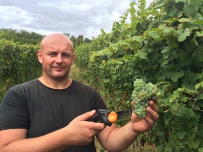 Vinograd Nemanje Opalića
