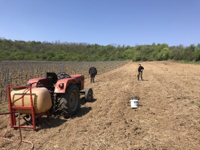 Vinograd Nemanje Opalića