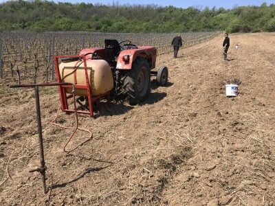 Vinograd Nemanje Opalića