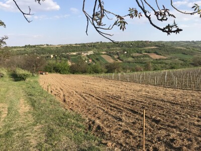 Vinograd Nemanje Opalića