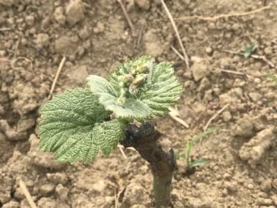 Vinograd Nemanje Opalića