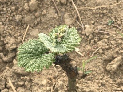 Vinograd Nemanje Opalića