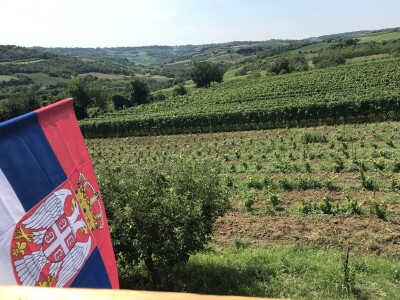 Vinograd Nemanje Opalića