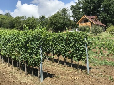 Vinograd Nemanje Opalića