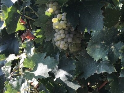 Vinograd Nemanje Opalića