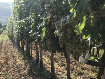 Vinograd Nemanje Opalića