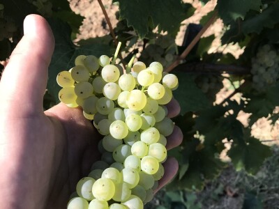 Vinograd Nemanje Opalića