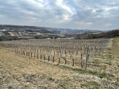 Vinograd Nemanje Opalića