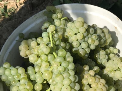 Vinograd Nemanje Opalića