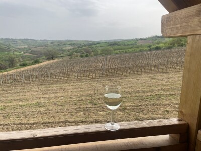 Vinograd Nemanje Opalića