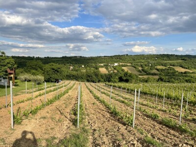 Vinograd Nemanje Opalića