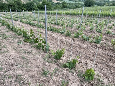 Vinograd Nemanje Opalića