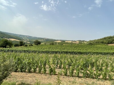 Vinograd Nemanje Opalića