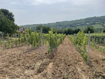 Vinograd Nemanje Opalića