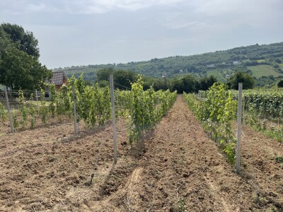 Vinograd Nemanje Opalića