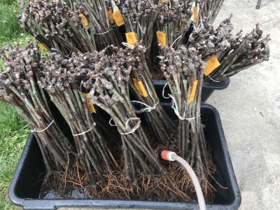 Vinograd Nemanje Opalića