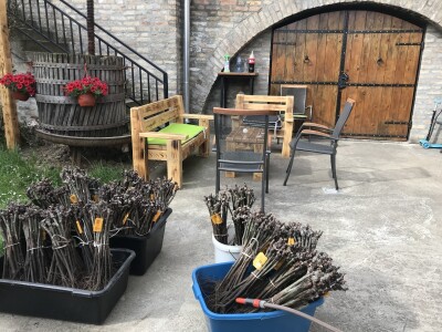 Vinograd Nemanje Opalića