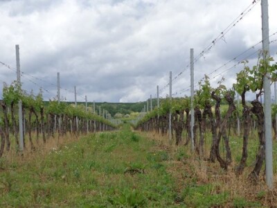 Poezija u boci Baranjskog vinogorja