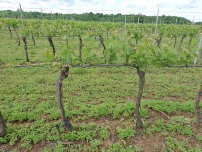 Poezija u boci Baranjskog vinogorja