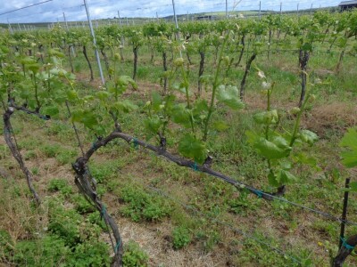 Poezija u boci Baranjskog vinogorja