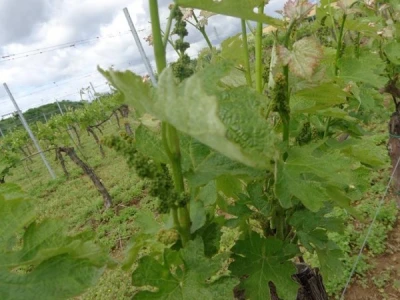 Poezija u boci Baranjskog vinogorja
