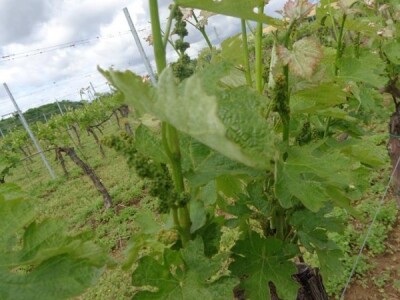 Poezija u boci Baranjskog vinogorja