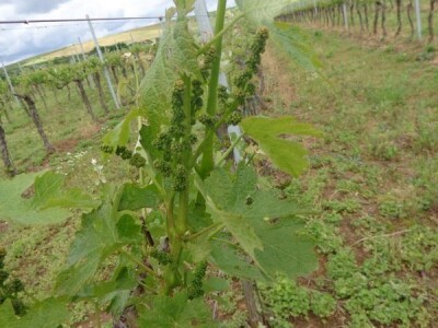 Poezija u boci Baranjskog vinogorja