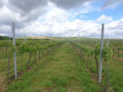 Poezija u boci Baranjskog vinogorja