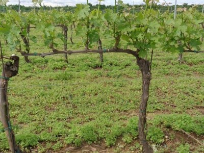 Poezija u boci Baranjskog vinogorja