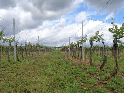 Poezija u boci Baranjskog vinogorja