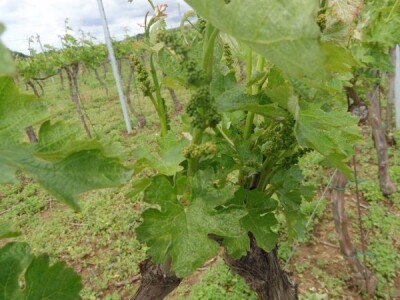 Poezija u boci Baranjskog vinogorja