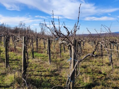 Vinograd u Starom Petrovom Selu