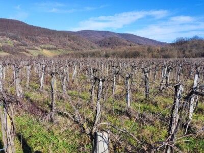 Vinograd u Starom Petrovom Selu