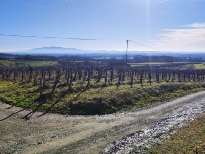 Vinograd u Starom Petrovom Selu