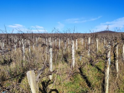 Vinograd u Starom Petrovom Selu