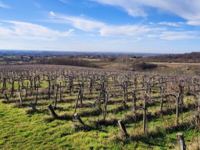 Vinograd u Starom Petrovom Selu