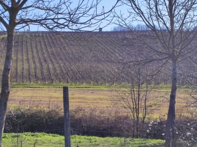 Vinograd u Starom Petrovom Selu