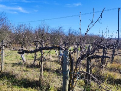 Vinograd u Starom Petrovom Selu