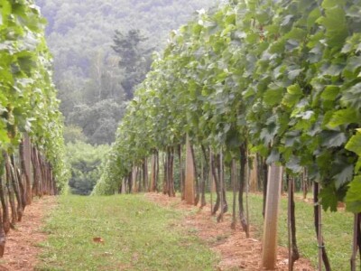 Susret vinogradara stubičkog kraja