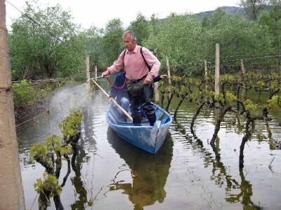 Vinogradari u Vrgoračko-neretvanskom polju iz trupe prskaju vinove loze protiv plemenjačej