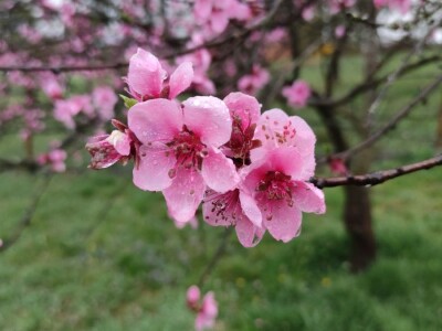 Vinogradarska breskva