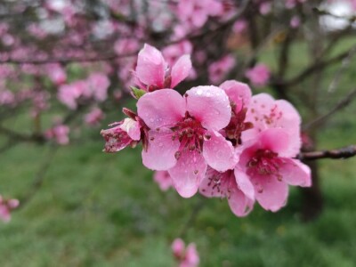 Vinogradarska breskva