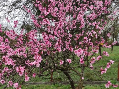 Vinogradarska breskva