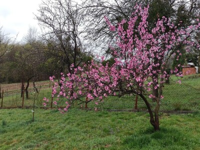 Vinogradarska breskva
