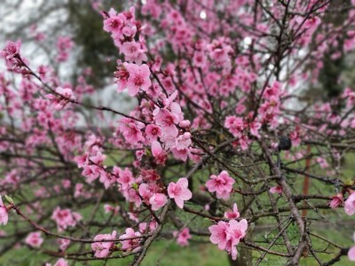 Vinogradarska breskva