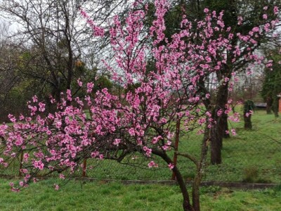 Vinogradarska breskva