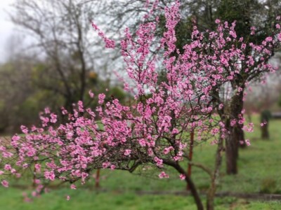 Vinogradarska breskva