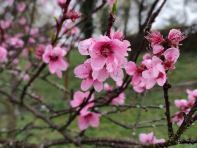 Vinogradarska breskva