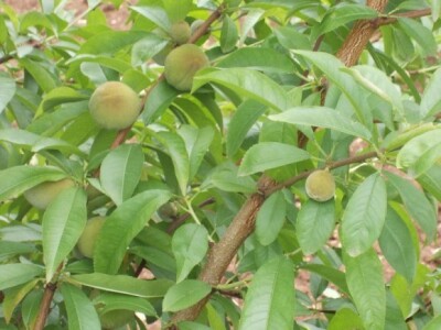 Zasad vinogradarske breskve na površini od 1 ha